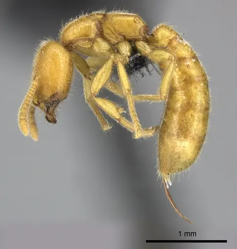 Adetomyrma bressleri - CASENT0205998