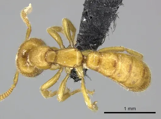 Adetomyrma bressleri - CASENT0205999