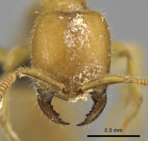 Adetomyrma bressleri - CASENT0205999