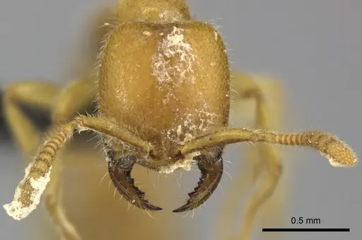 Adetomyrma bressleri - CASENT0205999