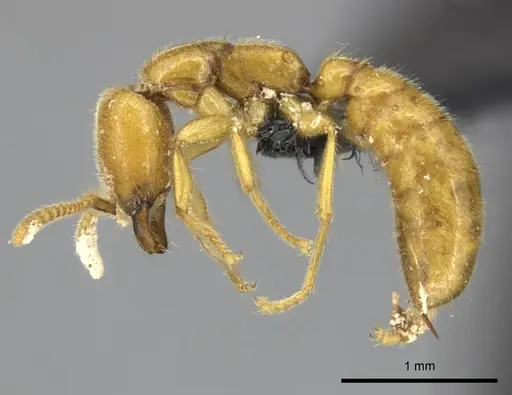 Adetomyrma bressleri - CASENT0205999