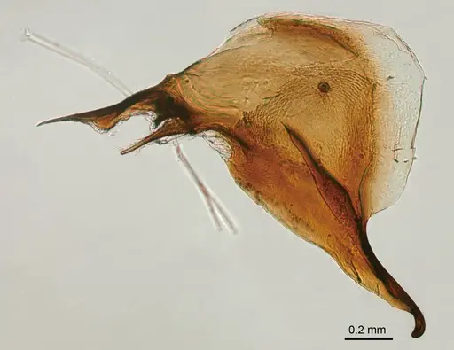 Adetomyrma bressleri - CASENT0218012