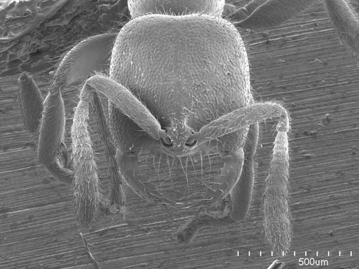 Adetomyrma caputleae specimen