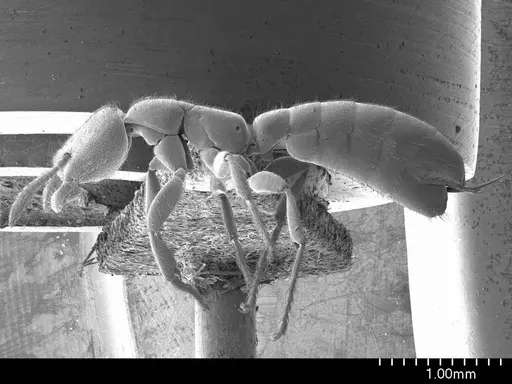 Adetomyrma caputleae specimen