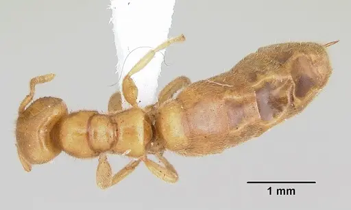 Adetomyrma caputleae - CASENT0004350