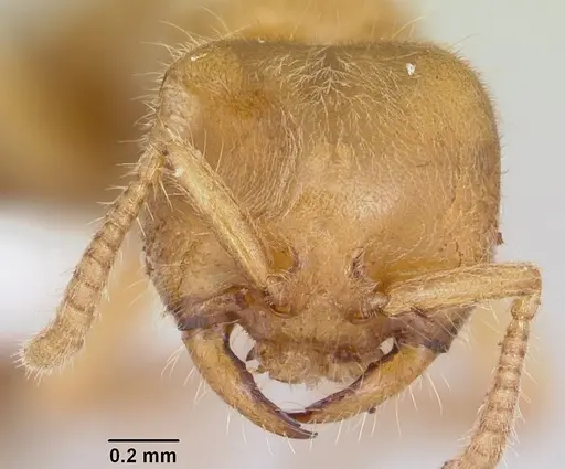 Adetomyrma caputleae - CASENT0004350