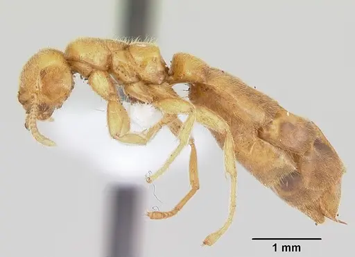 Adetomyrma caputleae - CASENT0004350