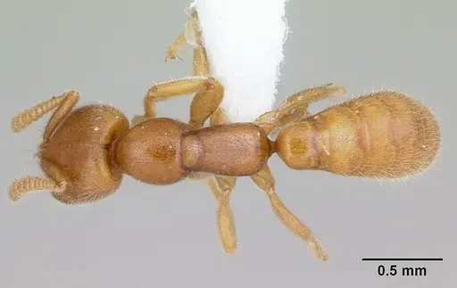 Adetomyrma caputleae - CASENT0004352