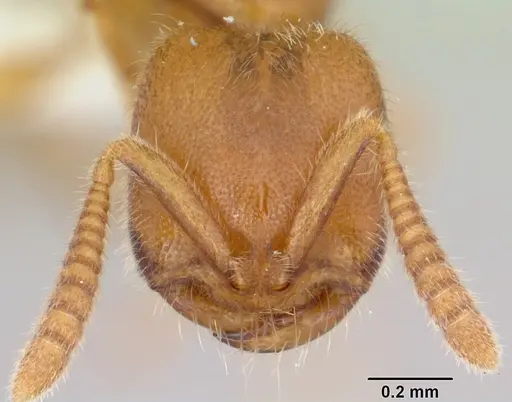 Adetomyrma caputleae - CASENT0004352