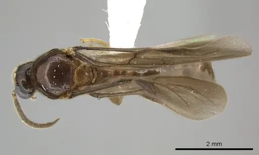 Adetomyrma caputleae - CASENT0004353