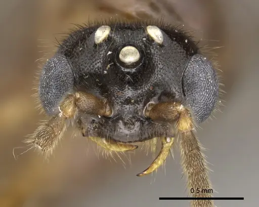 Adetomyrma caputleae - CASENT0004353