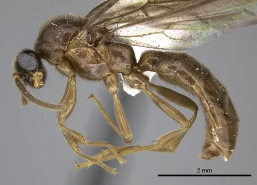 Adetomyrma caputleae - CASENT0004353