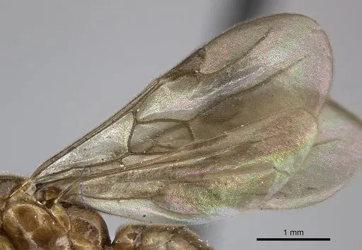 Adetomyrma caputleae - CASENT0004353