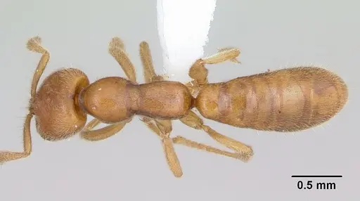 Adetomyrma caputleae - CASENT0004358