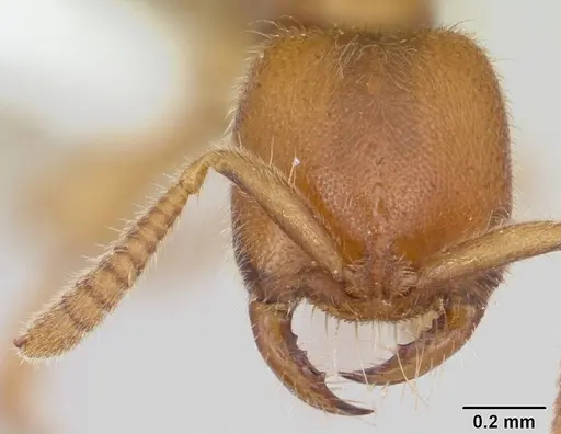 Adetomyrma caputleae - CASENT0004358