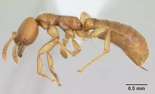 Adetomyrma caputleae - CASENT0004358