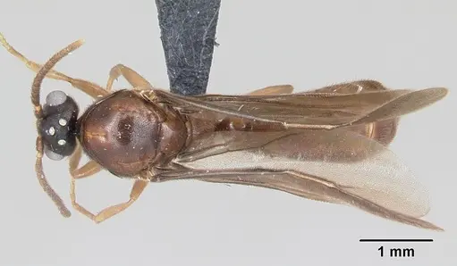 Adetomyrma caputleae - CASENT0008688