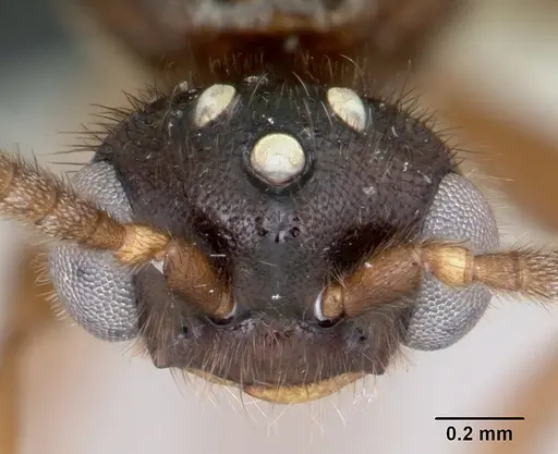 Adetomyrma caputleae - CASENT0008688