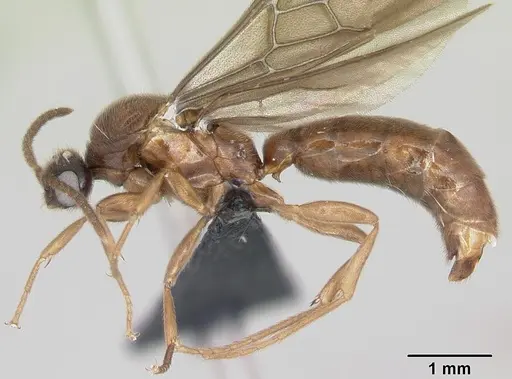 Adetomyrma caputleae - CASENT0008688