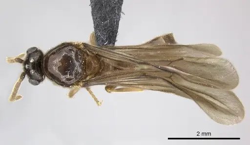 Adetomyrma caputleae - CASENT0011473