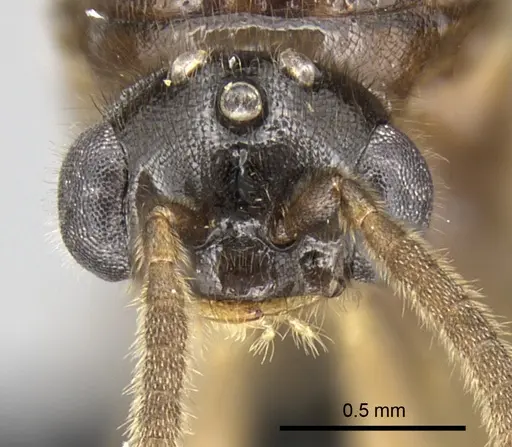 Adetomyrma caputleae - CASENT0011473