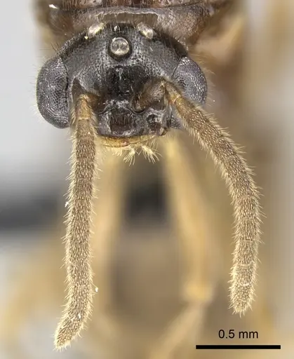 Adetomyrma caputleae - CASENT0011473