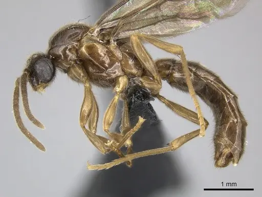 Adetomyrma caputleae - CASENT0011473