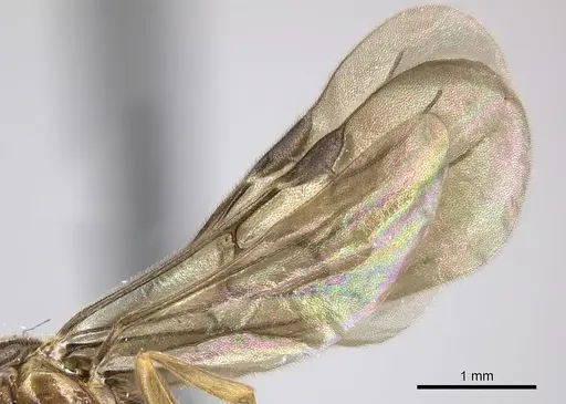 Adetomyrma caputleae - CASENT0011473