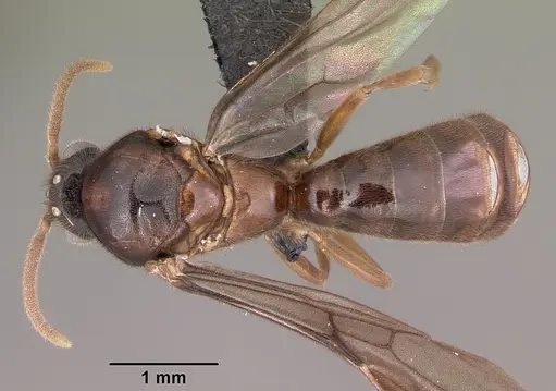 Adetomyrma caputleae - CASENT0079552