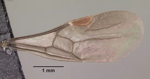 Adetomyrma caputleae - CASENT0079552