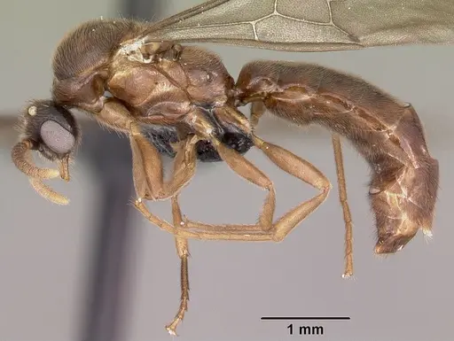 Adetomyrma caputleae - CASENT0079552