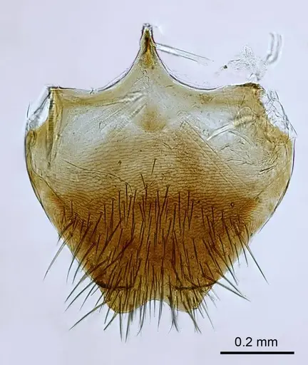 Adetomyrma caputleae - CASENT0218011