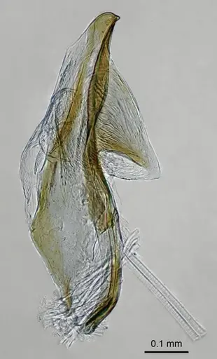 Adetomyrma caputleae - CASENT0218011