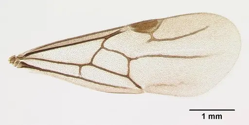 Adetomyrma caputleae - CASENT0218013