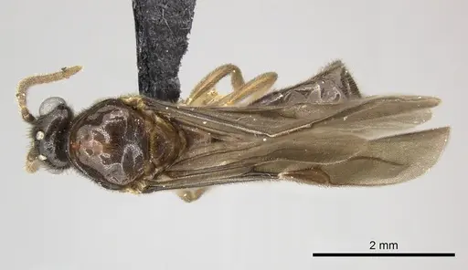 Adetomyrma caputleae - CASENT0227978