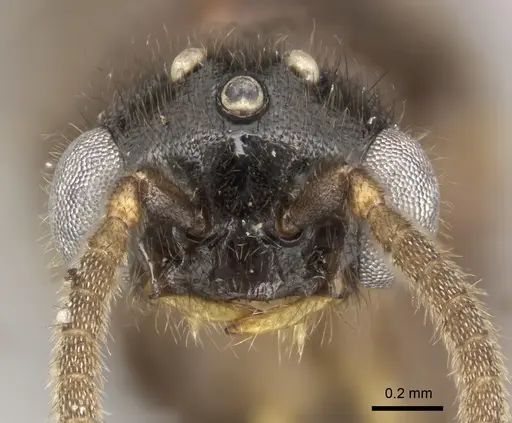 Adetomyrma caputleae - CASENT0227978