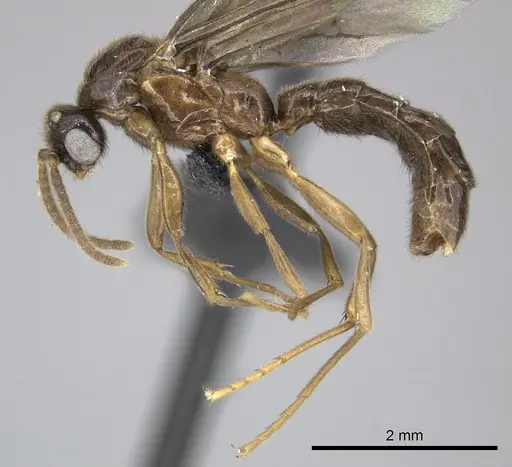 Adetomyrma caputleae - CASENT0227978