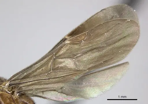 Adetomyrma caputleae - CASENT0227978