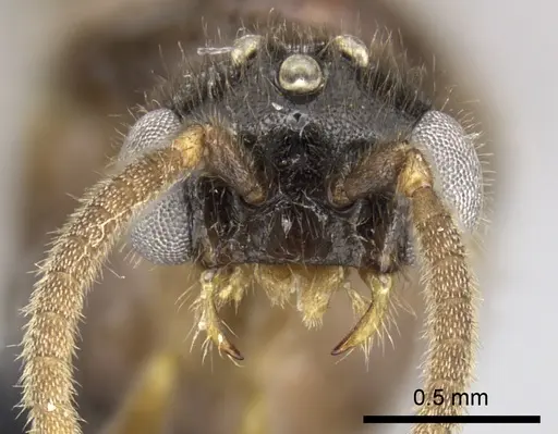 Adetomyrma caputleae - CASENT0227979