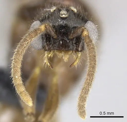 Adetomyrma caputleae - CASENT0227979