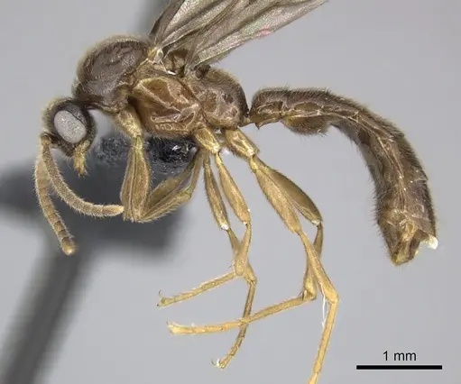 Adetomyrma caputleae - CASENT0227979