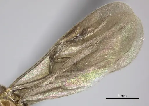 Adetomyrma caputleae - CASENT0227979