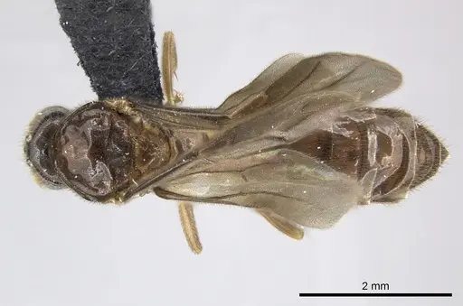 Adetomyrma caputleae - CASENT0227980