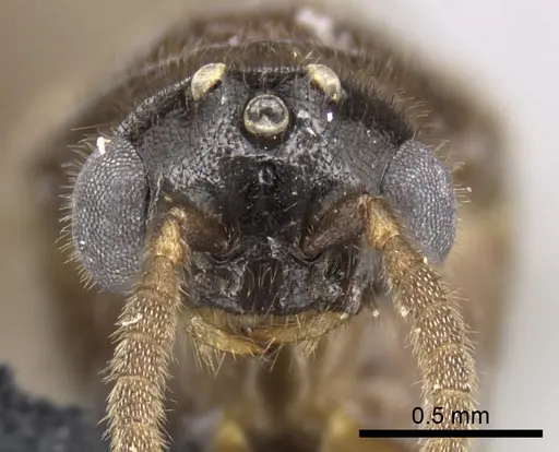 Adetomyrma caputleae - CASENT0227980