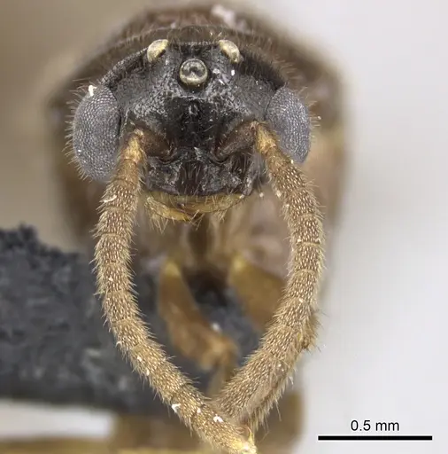 Adetomyrma caputleae - CASENT0227980