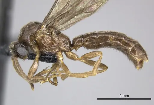 Adetomyrma caputleae - CASENT0227980