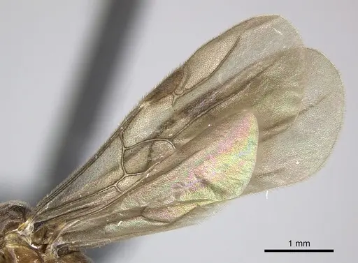 Adetomyrma caputleae - CASENT0227980