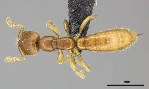 Adetomyrma caputleae - CASENT0227992