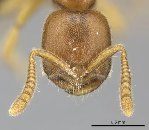 Adetomyrma caputleae - CASENT0227992