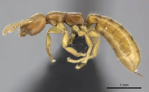 Adetomyrma caputleae - CASENT0227992